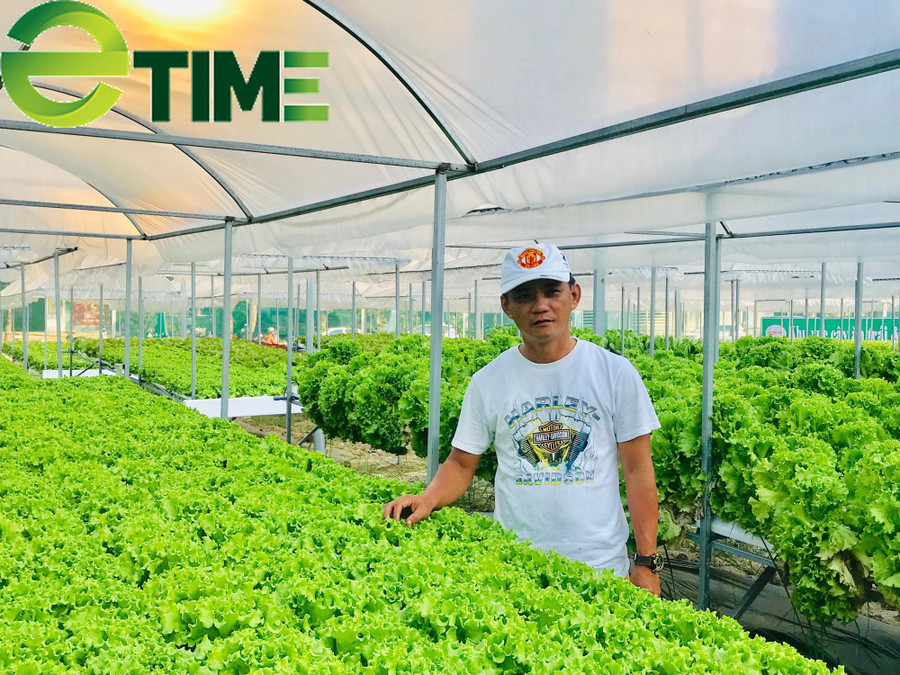 Vườn rau thủy canh bạc tỷ của anh Lê Thanh Bình, (SN 1975) nằm ở đường Trần Thánh Tông, phường Nại Hiên Đông, quận Sơn Trà, TP.Đà Nẵng.