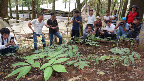 Du khách tham quan một vườn sâm ở Tu Mơ Rông