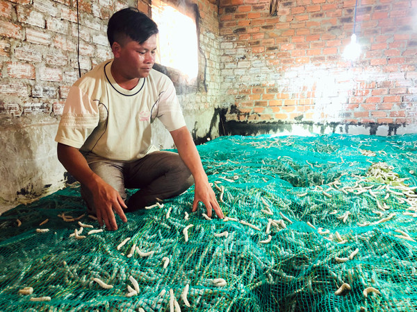 Mô hình trồng dâu nuôi tằm của gia đình anh Trần Ngọc Minh (xã Ia Pếch, huyện Ia Grai) mỗi tháng cho thu lời 12-13 triệu đồng. Ảnh: P.L