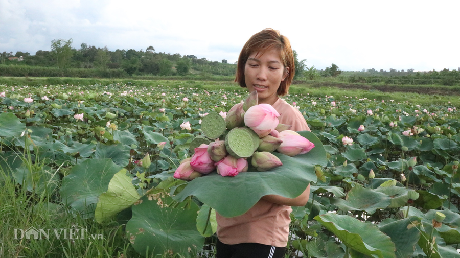 Cánh đồng hoa sen của gia đình chị Hồng được trồng trên phần đất của đập thủy lợi Nông Trường 3. Phần đất này đã được nhà nước đền bù, tuy nhiên, người dân vẫn tận dụng để trồng các loại rau màu, hoa sen...