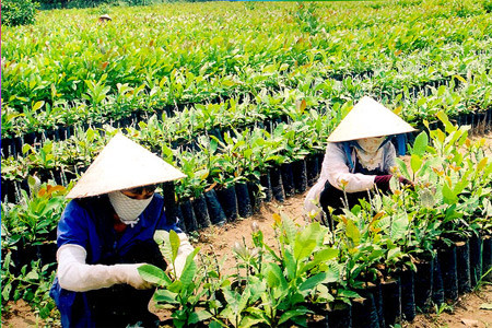 Gia Lai: Phấn đấu năm 2010 có hơn 6.000 hộ thoát nghèo ảnh 1