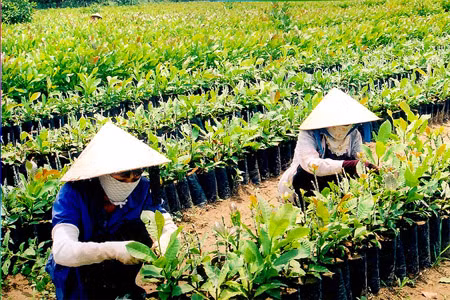 Gia Lai: Phấn đấu năm 2010 có hơn 6.000 hộ thoát nghèo ảnh 1