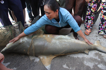 Bắt được cá mập nghi cắn người ở biển Quy Nhơn ảnh 1 Bắt được cá mập nghi cắn người ở biển Quy Nhơn ảnh 1