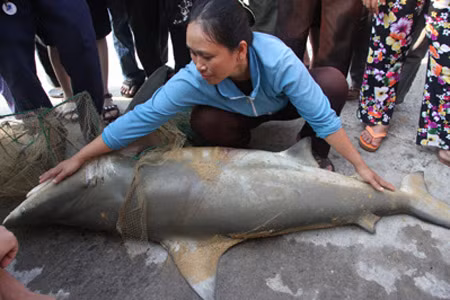 Bắt được cá mập nghi cắn người ở biển Quy Nhơn ảnh 1