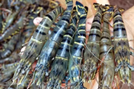 Việt Nam yêu cầu xem xét việc Mỹ áp dụng các biện pháp chống bán phá giá tôm ảnh 1