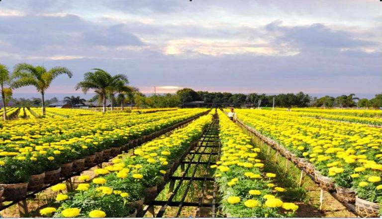 Sa Đéc - Xứ hoa của miền Tây Nam Bộ.