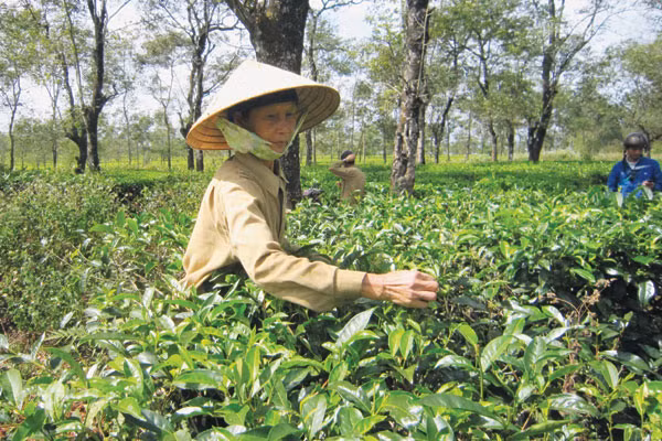 Vườn chè được trồng từ thời Pháp thuộc 1921. Ảnh: T.N