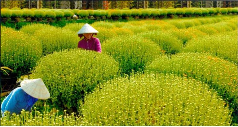 Số lượng hoa kiểng dự kiến được sử dụng lên đến 10.000 chậu hoa các loại.