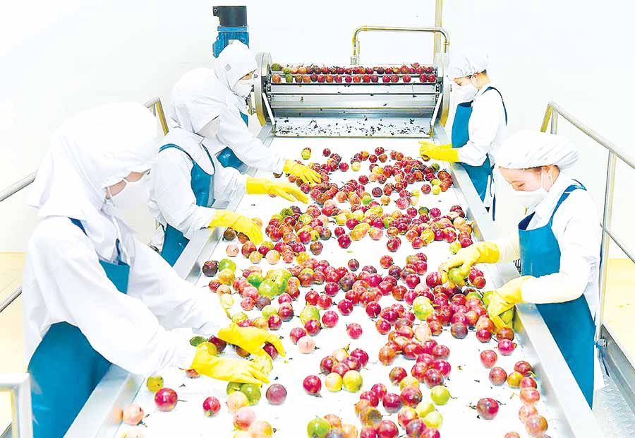  Dây chuyền xử lý hiện đại của DOVECO Gia Lai. Ảnh: Đ.T