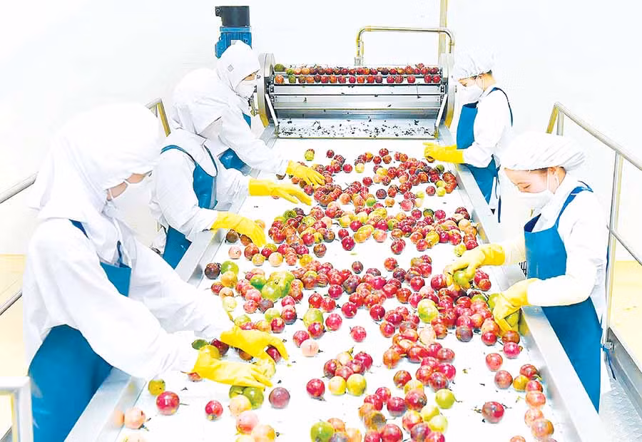  Dây chuyền xử lý hiện đại của DOVECO Gia Lai. Ảnh: Đ.T