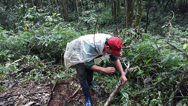  Đặt bẫy để bắt chuột ăn sâm