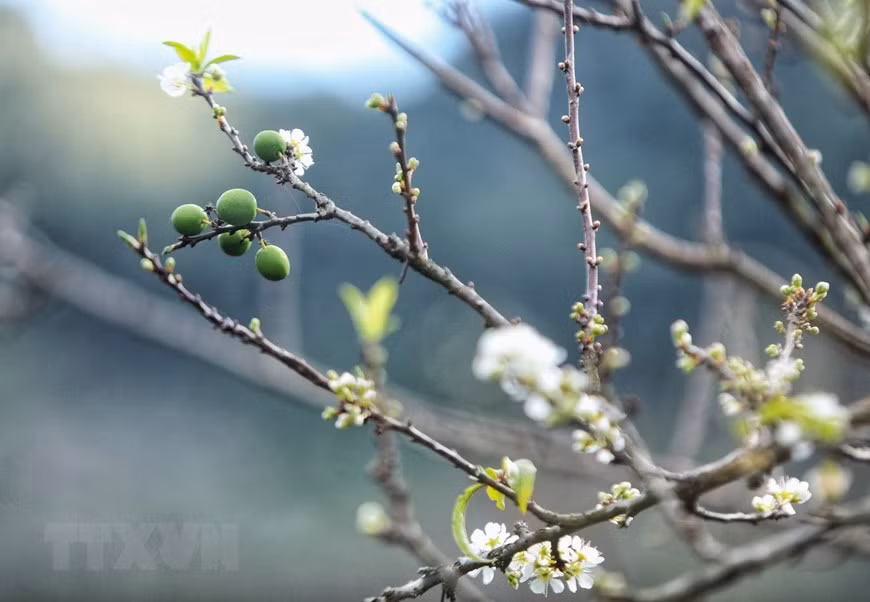 Thung lũng hoa mận Mu Náu nở trắng rừng lấp ló quả xanh, quả đỏ báo hiệu 1 mùa bội thu. (Ảnh: Thành Đạt/TTXVN)