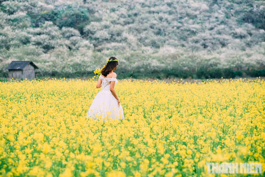 Các loài hoa xen lẫn tạo nên khung cảnh nên thơ giữa núi rừng