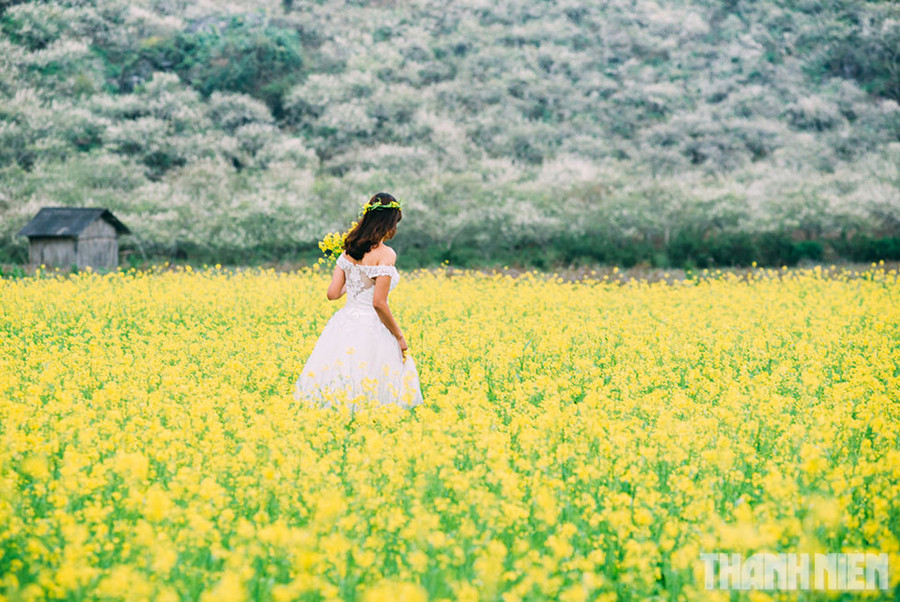 Các loài hoa xen lẫn tạo nên khung cảnh nên thơ giữa núi rừng