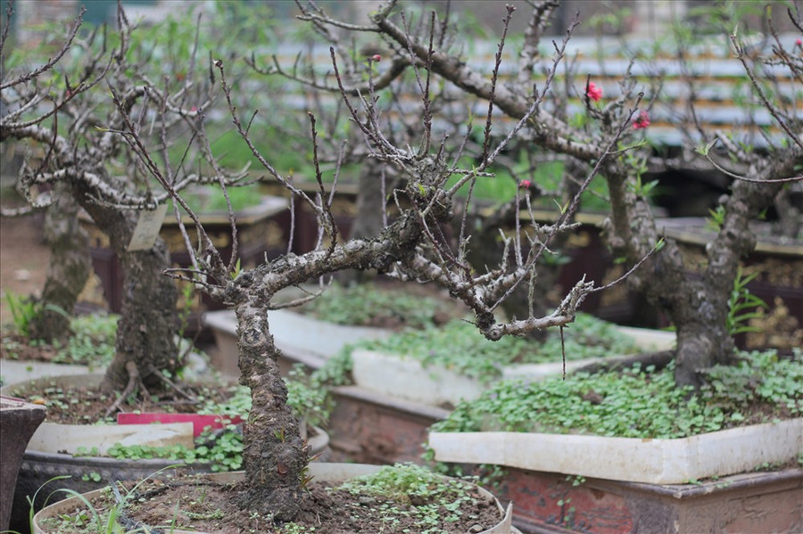 Mỗi độ xuân về, người sành chơi hoa lại tìm kiếm cho mình những gốc đào Thất Thốn cổ thụ. Đây là loại đào cổ, hiếm và là biểu tượng cho tinh hoa đào Nhật Tân.