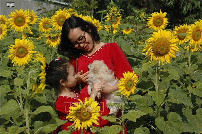 Mẹ con chị Huỳnh Thị Tuyết Hương chụp ảnh tại vườn hoa hướng dương. Ảnh: Hồng Điệp/TTXVN Mẹ con chị Huỳnh Thị Tuyết Hương chụp ảnh tại vườn hoa hướng dương. Ảnh: Hồng Điệp/TTXVN