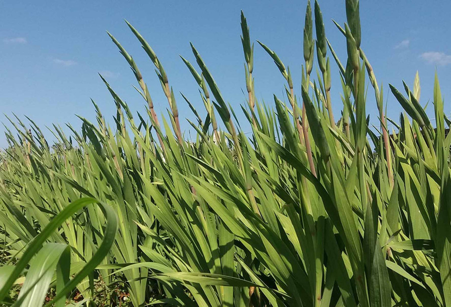 Hoa lay ơn đang chịu sức ép của thương lái. Ảnh: Hà Phương