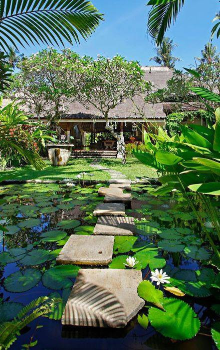 Ao sen và hồ nước gợi lên hình ảnh về làng quê yên bình.