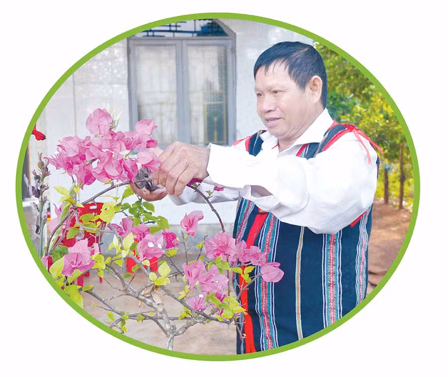  Già làng Siu Bình chăm sóc hoa chuẩn bị đón Tết. Ảnh: T.T