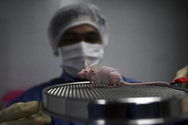 Chuột trụi lông trong một phòng thí nghiệm ở Ấn Độ - Ảnh: Reuters