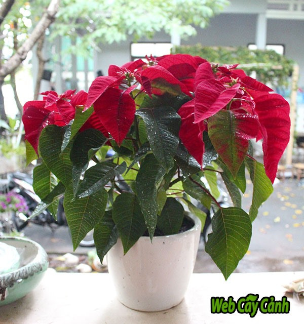 Về mặt phong thủy, cây hoa trạng nguyên mang lại thành công, đỗ đạt, thăng tiến cho những người có chí tiến thủ. Về mặt phong thủy, cây hoa trạng nguyên mang lại thành công, đỗ đạt, thăng tiến cho những người có chí tiến thủ.