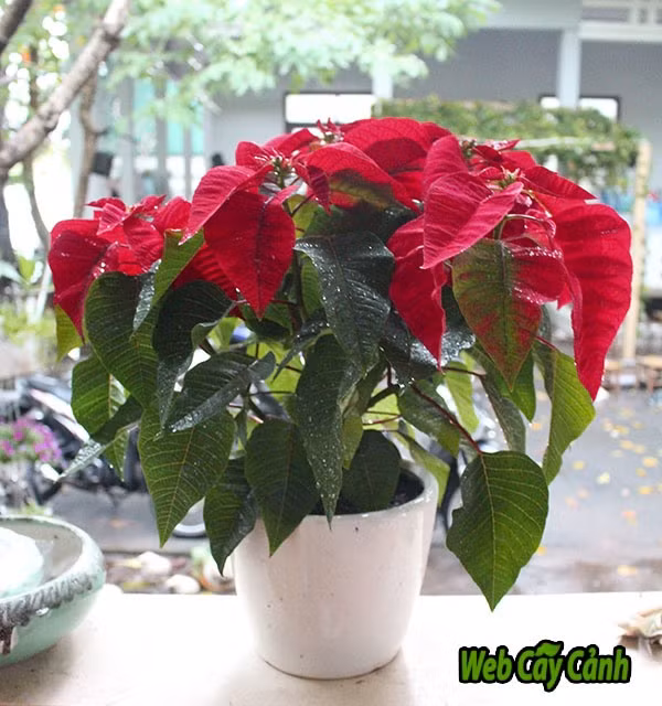  Về mặt phong thủy, cây hoa trạng nguyên mang lại thành công, đỗ đạt, thăng tiến cho những người có chí tiến thủ.