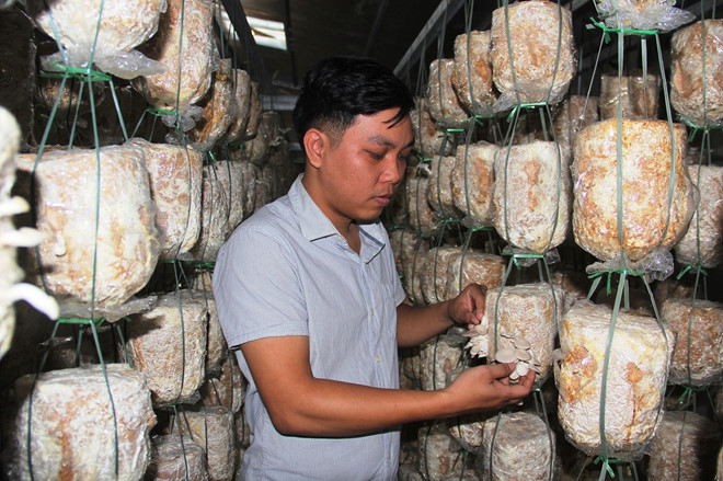 Anh Nguyễn Sư Dũng kiểm tra chất lượng nấm tại trang trại của mình - Ảnh: Mạnh Cường Anh Nguyễn Sư Dũng kiểm tra chất lượng nấm tại trang trại của mình - Ảnh: Mạnh Cường