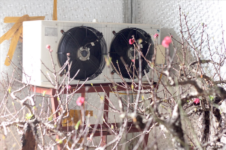  Những gốc đào Thất Thốn tại vườn nhà ông Hàm được cho thuê với giá vài chục triệu đồng/gốc.