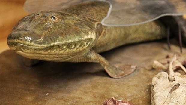  Cá cổ đại Tiktaalik roseae. (Nguồn: Livescience)