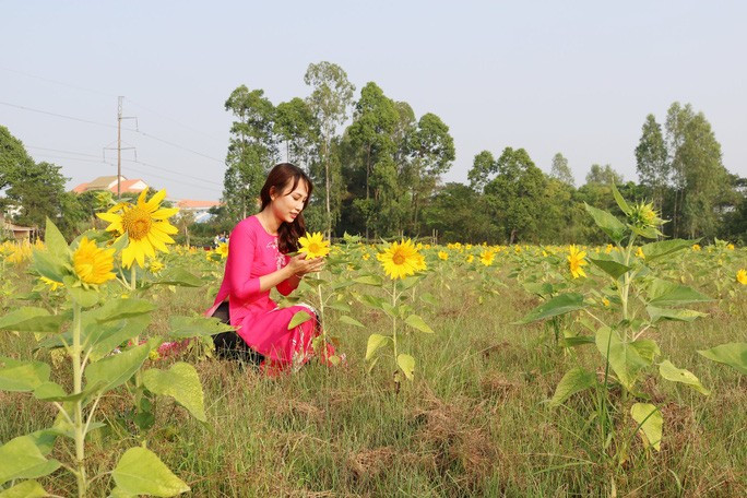 Hoa hướng dương là một trong những chủng loại được trồng nhiều trong khu vườn