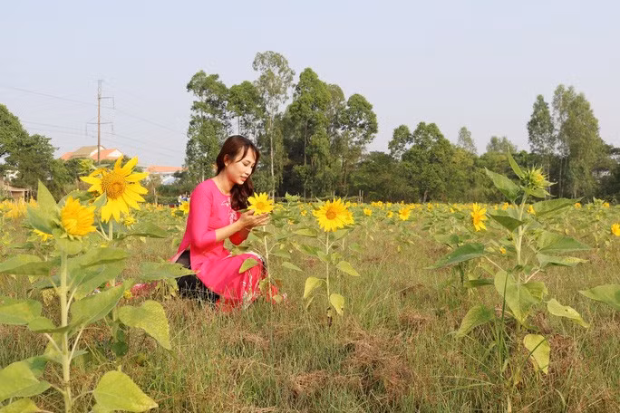 Hoa hướng dương là một trong những chủng loại được trồng nhiều trong khu vườn