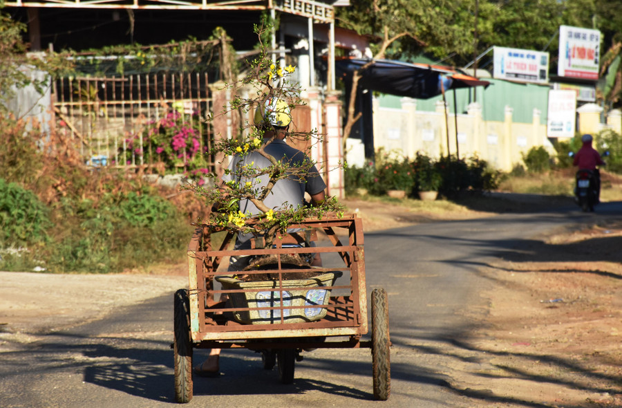 Đường phố chiều nay đã thưa dần, chậu hoa mai vội vã theo người dân trở về nhà để kịp đón giao thừa.