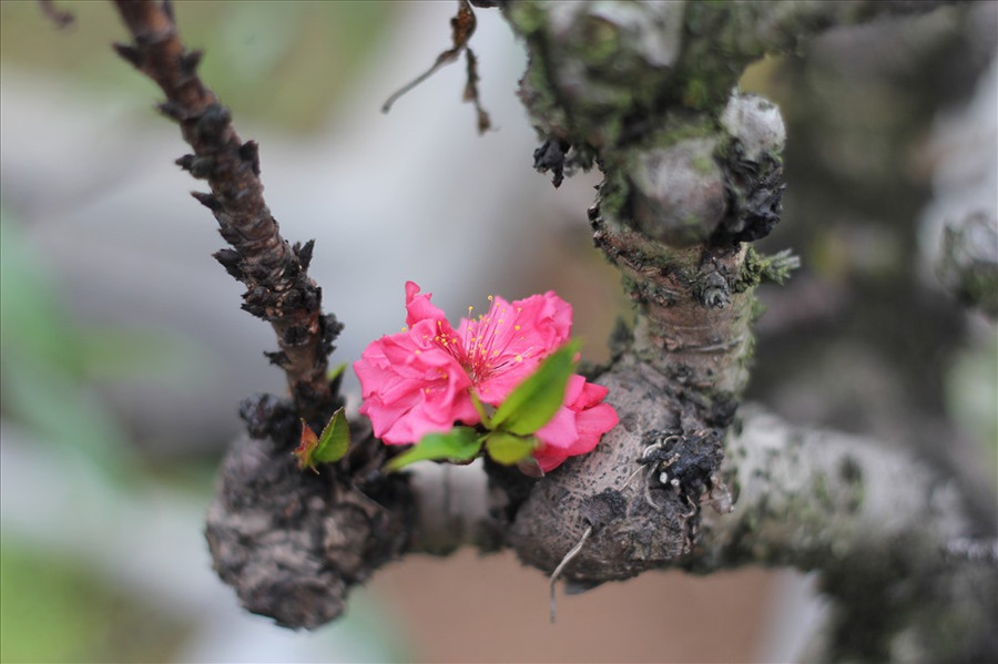 Nhiều người lý giải, tên gọi Thất Thốn bởi đây là loại đào một thốn (độ dài cành bằng một đốt ngón tay) có 7 bông hoa. Nhưng cũng có nhiều người cho rằng, đào gọi là Thất Thốn vì 7 thốn cây sẽ chia cành một lần hoặc lá đào dài bảy thốn.