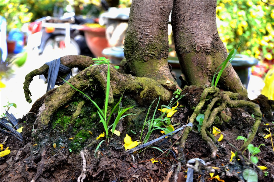 Bộ đế đang được cơ cấu lại. Ảnh: LT