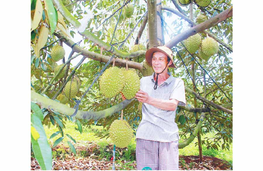 Sầu riêng Gia Lai ngày càng khẳng định thương hiệu trên thị trường. Ảnh: Q.T Sầu riêng Gia Lai ngày càng khẳng định thương hiệu trên thị trường. Ảnh: Q.T