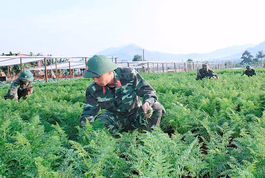  Cán bộ, chiến sĩ Lữ đoàn Phòng không 234 chăm sóc vườn rau. Ảnh: T.T