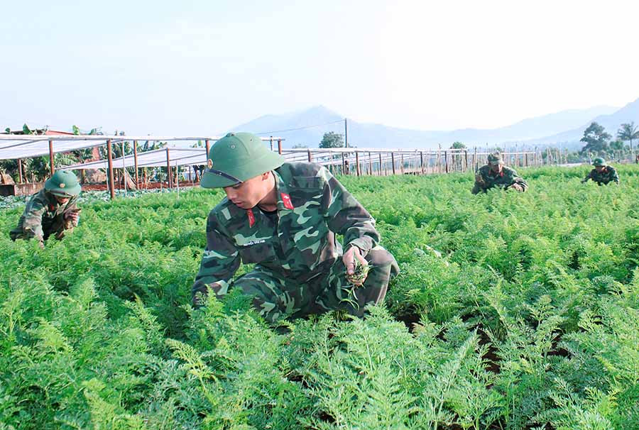  Cán bộ, chiến sĩ Lữ đoàn Phòng không 234 chăm sóc vườn rau. Ảnh: T.T