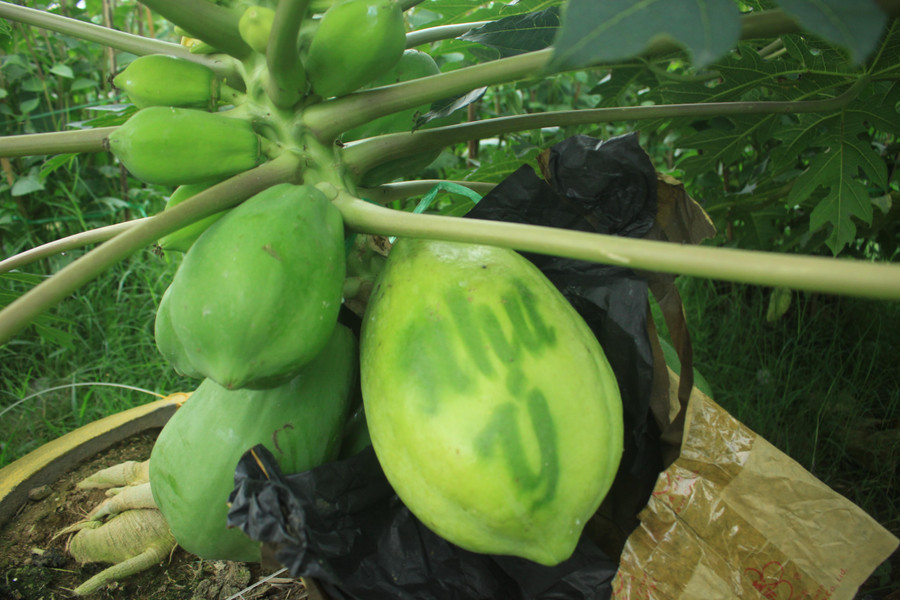 Dưới tác động của ánh mặt trời thì vỏ quả sẽ có màu sắc đậm nhạt khác nhau hình thành chữ in 