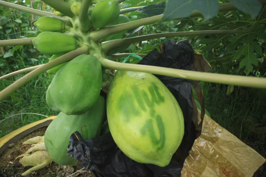 Dưới tác động của ánh mặt trời thì vỏ quả sẽ có màu sắc đậm nhạt khác nhau hình thành chữ in 