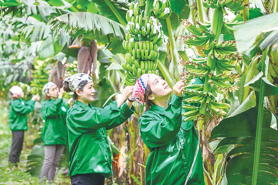 Chăm sóc vườn chuối. Ảnh: NGUYỄN LINH VINH QUỐC Chăm sóc vườn chuối. Ảnh: NGUYỄN LINH VINH QUỐC