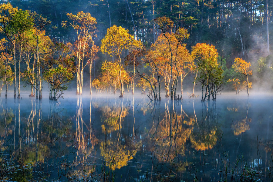  Nhiều loài cây mọc trong nước với màu lá đổi theo mùa khiến cho vùng bờ hồ Tuyền Lâm có vẻ đẹp thay đổi theo tuỳ từng thời điểm - Ảnh: YIRU
