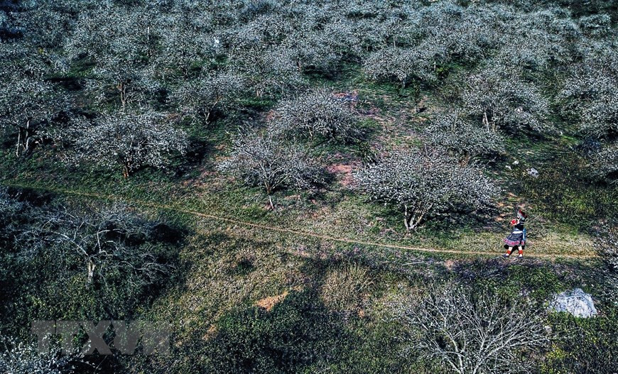 Rừng hoa mận Mu Náu. (Ảnh: Thành Đạt/TTXVN) Rừng hoa mận Mu Náu. (Ảnh: Thành Đạt/TTXVN)