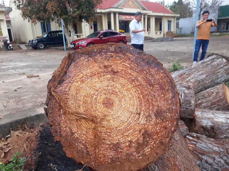 Các cây thông bị cưa trộm có đường kính từ 28 cm đến 40 cm. Ảnh: H.S