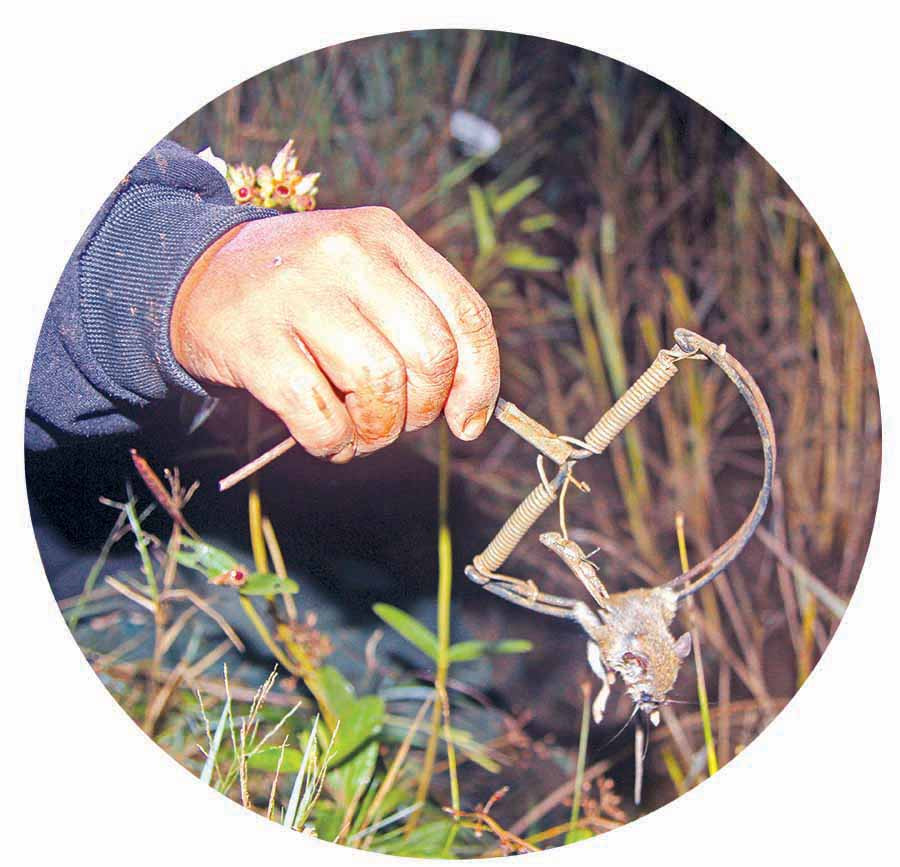 Cận cảnh 1 con chuột bị mắc bẫy. Ảnh: V.N Cận cảnh 1 con chuột bị mắc bẫy. Ảnh: V.N