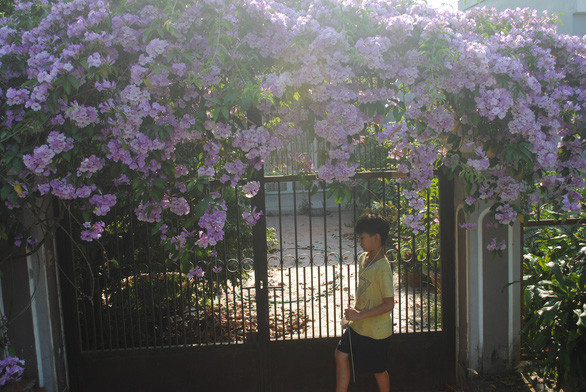 Giàn hoa được trồng cách đây khoảng 18 năm, dài 7m - Ảnh: T.NHƠN