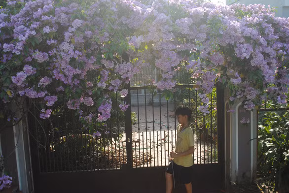 Giàn hoa được trồng cách đây khoảng 18 năm, dài 7m - Ảnh: T.NHƠN