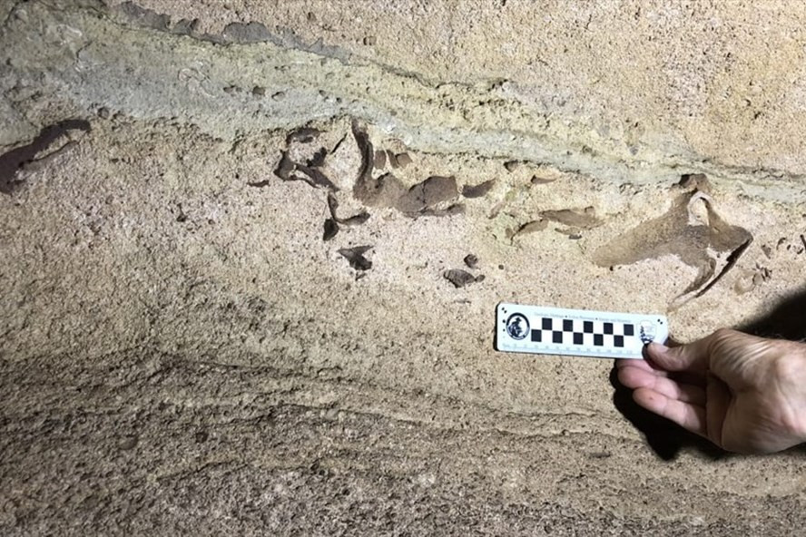 Hóa thạch đầu cá mập 330 triệu năm mới được khám phá ở trong công viên quốc gia hang Mammoth ở bang Kentucky, miền Nam nước Mỹ. Ảnh: CNN Hóa thạch đầu cá mập 330 triệu năm mới được khám phá ở trong công viên quốc gia hang Mammoth ở bang Kentucky, miền Nam nước Mỹ. Ảnh: CNN