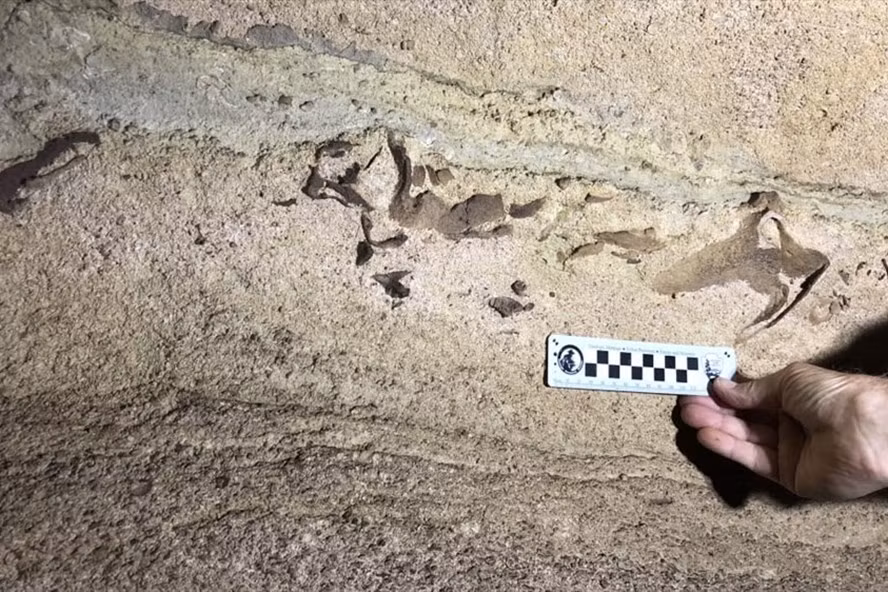 Hóa thạch đầu cá mập 330 triệu năm mới được khám phá ở trong công viên quốc gia hang Mammoth ở bang Kentucky, miền Nam nước Mỹ. Ảnh: CNN