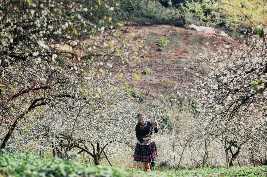 Du khách bên hoa mận trắng khoe sắc tại thung lũng Mu Náu. (Ảnh: Thành Đạt/TTXVN) Du khách bên hoa mận trắng khoe sắc tại thung lũng Mu Náu. (Ảnh: Thành Đạt/TTXVN)