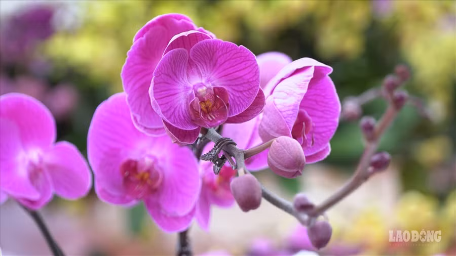 Theo chủ cửa hàng bán hoa lan Thanh Flower: “Hoa năm nay rẻ hơn năm ngoái, năm ngoái là 300 nghìn/cây năm nay còn 250 nghìn/cây và hoa lan có thể chơi trước Tết, trong và sau Tết 2-3 tháng nếu chăm sóc tốt có thể lên vài tháng